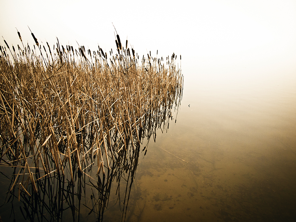 Reeds